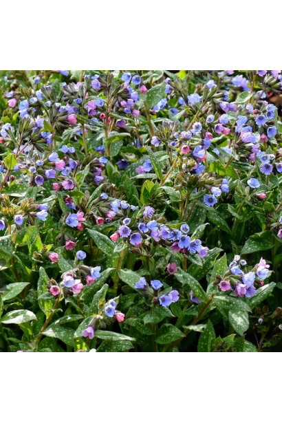 Квітки медуниці Variegata у період активного цвітіння